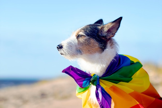 Собачка на радуге картинка