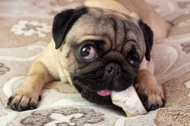 かわいい面白いパグ犬がかじり 家で骨を食べる プレミアム写真
