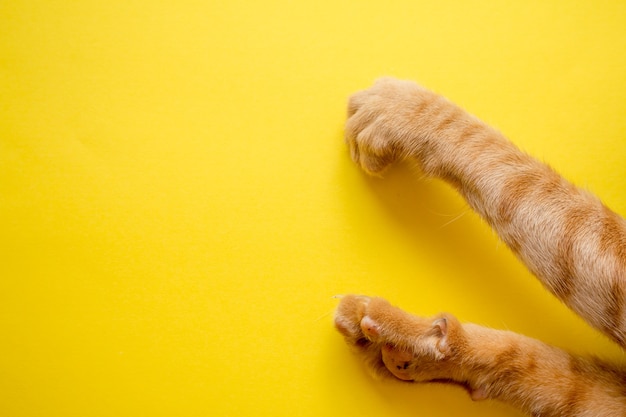 cute yellow cat