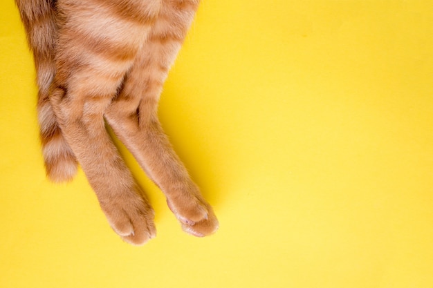 tabby cat white feet