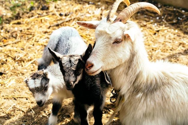 Premium Photo | Cute goat kids with mother