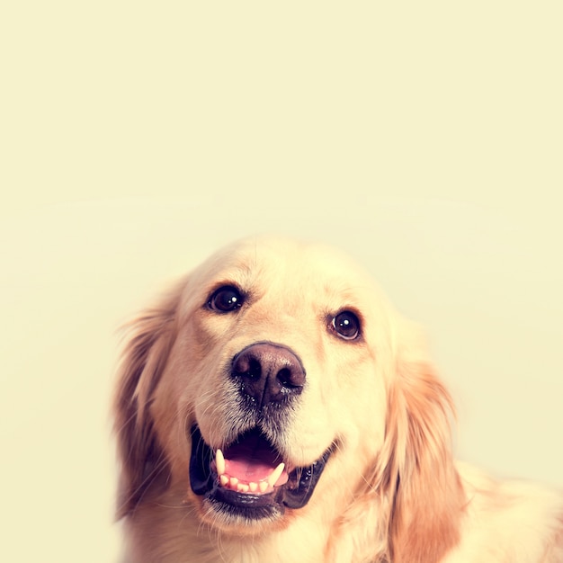 55+ Golden Retriever Images Of Cute Dogs