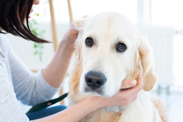 Premium Photo | Cute golden retriever ear examining indoors