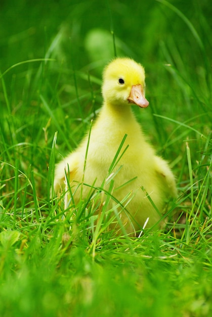 Premium Photo | Cute gosling in green grass