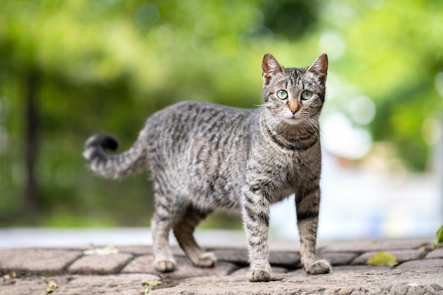 Premium Photo | Cute gray striped cat standing outdoors on summer street.