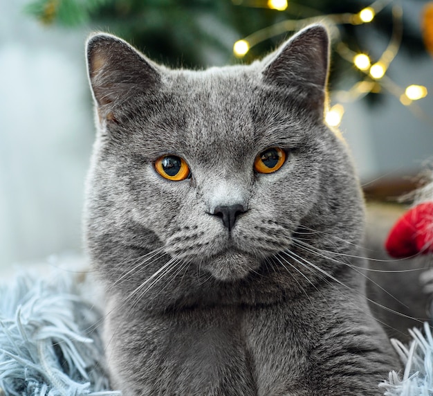 Cute Grey British Shorthair Cat Wyth Decorations Photo