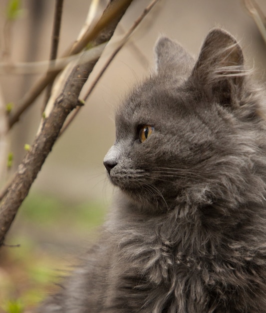 cute grey cat
