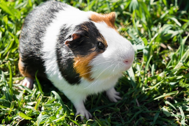 Free Photo | Cute guinea pig on green grass in the garden