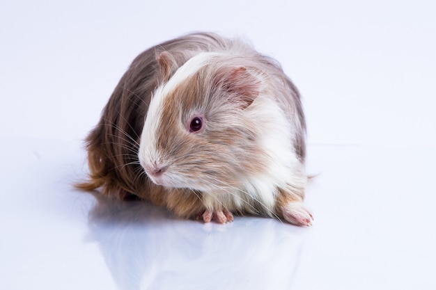 Premium Photo | Cute guinea pig guinea pig silkie lilac type white ...