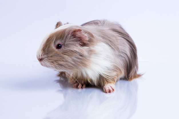 Premium Photo | Cute guinea pig guinea pig silkie lilac type