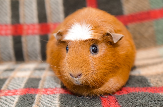 Premium Photo | Cute guinea pig sitting on a sofa