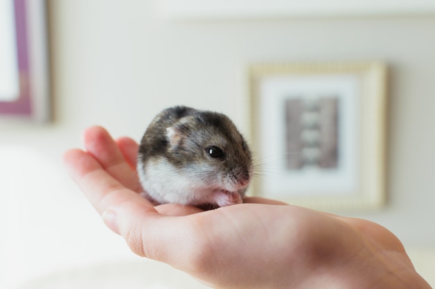 飼い主の手に食べるかわいいハムスターペット プレミアム写真