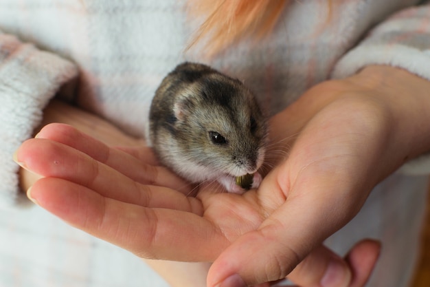 飼い主の手に食べるかわいいハムスターペット プレミアム写真