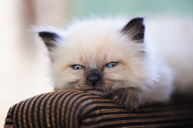 無料の写真 ソファに横になっているかわいい子猫 夏の庭で小さな赤ちゃん猫