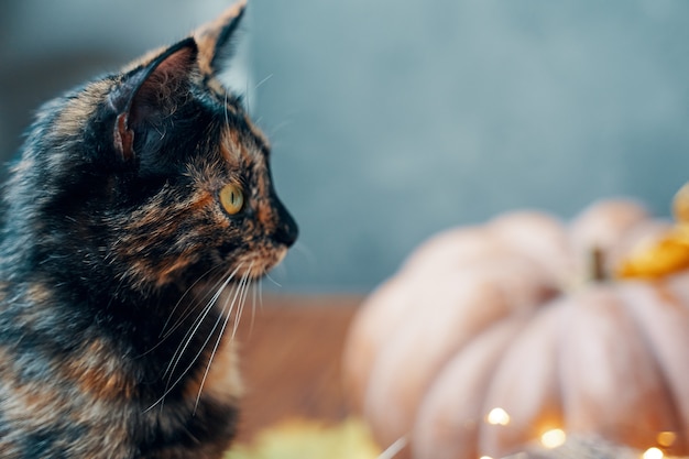 Premium Photo | Cute kitten and pumpkin