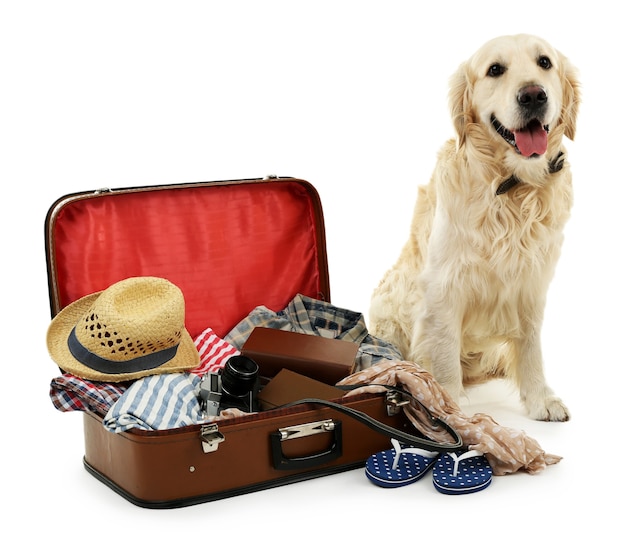 Premium Photo | Cute labrador with suitcase isolated on white