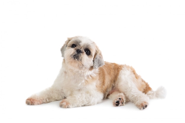 Premium Photo | Cute lazy shih tzu dog lying on the floor