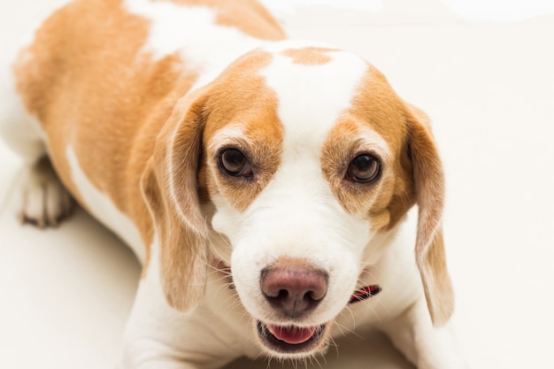 Premium Photo | A cute little beagle puppy smile