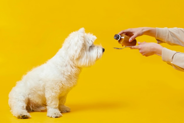 A white dog getting a spoon of medicine