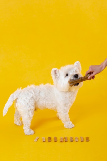 黄色に分離されたかわいい犬 無料の写真