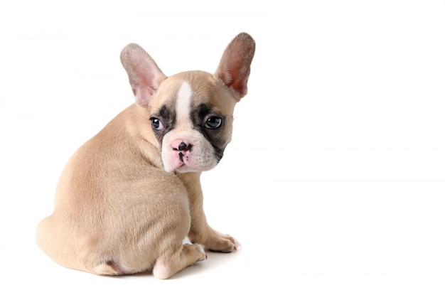 Premium Photo | Cute little french bulldog sitting isolated