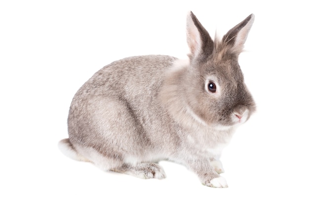 Premium Photo | Cute little furry grey and white bunny rabbit, symbolic ...