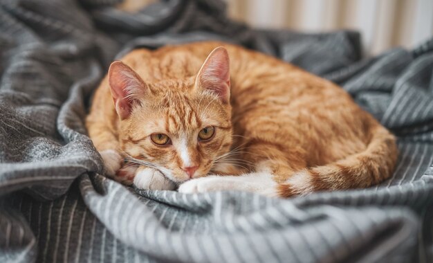 Premium Photo | Cute little ginger cat laying in gray blanket at home ...