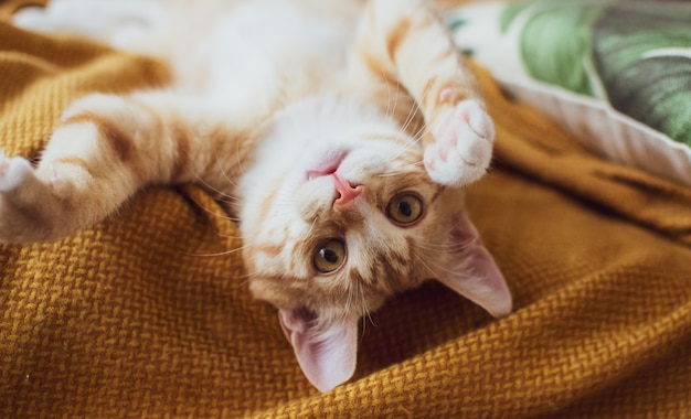 Premium Photo | Cute little ginger kitten sleeping in blanket