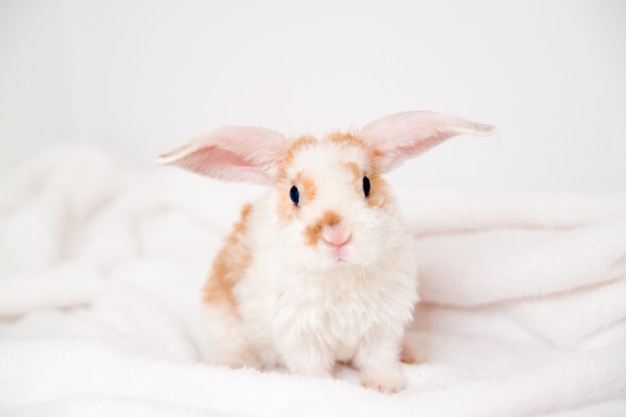 大きな耳を持つかわいい小さなオレンジと白の色のバニー 白い背景の上のウサギ プレミアム写真