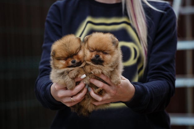 ブリーダーの手でかわいいポメラニアン子犬 プレミアム写真