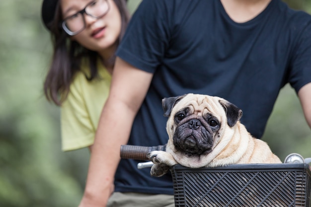 プレミアム写真 所有者と自転車のバスケットにかわいいパグ犬