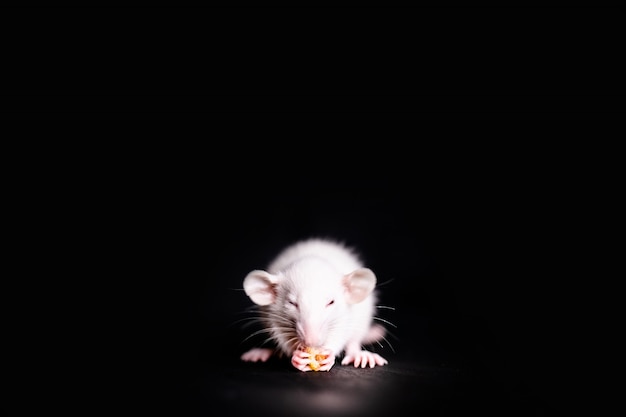 Premium Photo | Cute little rat eating a cookie, pet rat eating a treat ...