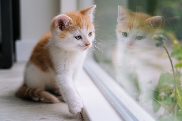 かわいい赤猫が窓の近くの木の床に座っています ウィンドウでの反射を見て若い小さな赤い子猫 ジンジャー子猫 かわいい家のペット 家畜と若い子猫 セレクティブフォーカス プレミアム写真