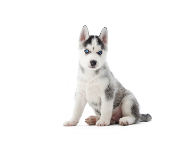 Free Photo | Cute little siberian husky puppy sitting isolated on white