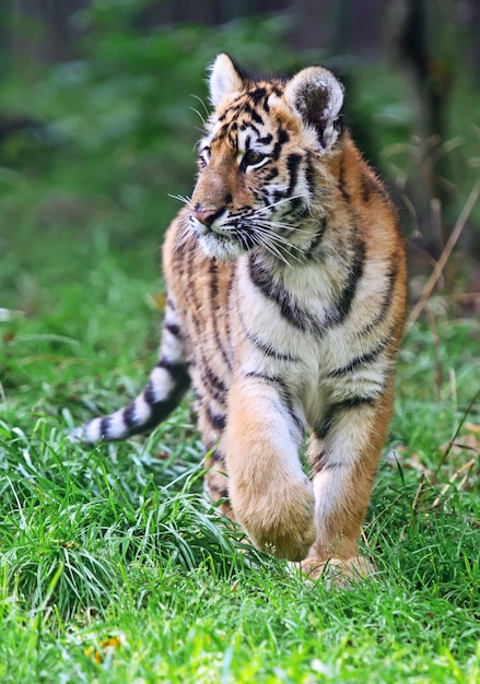 Milyj Malenkij Tigr Igraet V Trave Premium Foto