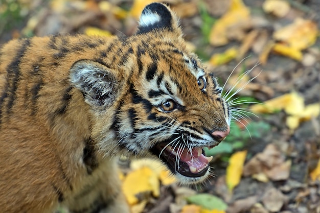 Milyj Malenkij Tigr Igraet V Trave Premium Foto