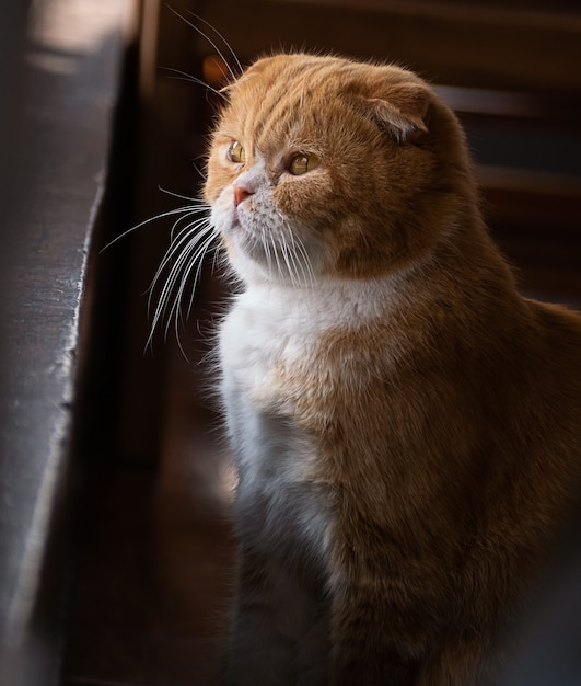 Premium Photo Cute Lonely Cat Sit And Looking Outside