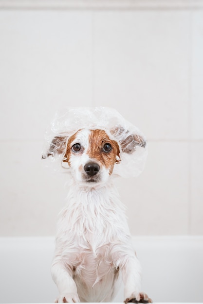 pet shower cap