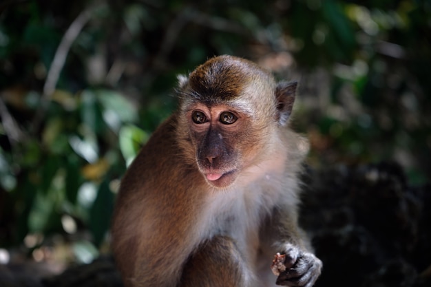 かわいいサル 小猿の肖像画 プレミアム写真