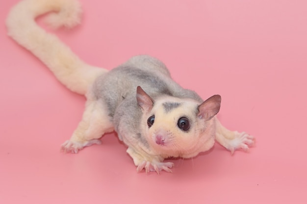 Premium Photo Cute Male Sugar Glider Leucistic