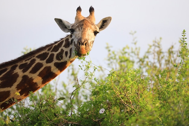 ツァボイースト国立公園 ケニア アフリカのかわいいマサイキリン 無料の写真