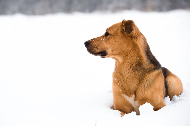 外のかわいい雑種犬 雪の中で雑種 プレミアム写真