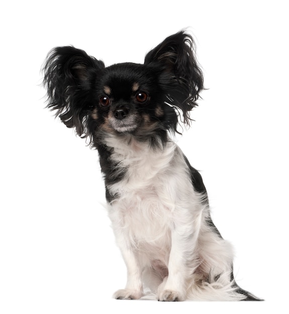分離されたかわいい雑種犬の肖像画 プレミアム写真