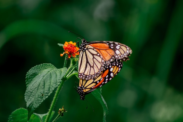 Premium Photo Cute Monarch Butterfly Posing On A Flower