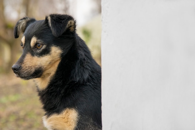 かわいい雑種犬屋外 壁の近くに黒の混合された犬のクローズアップ プレミアム写真