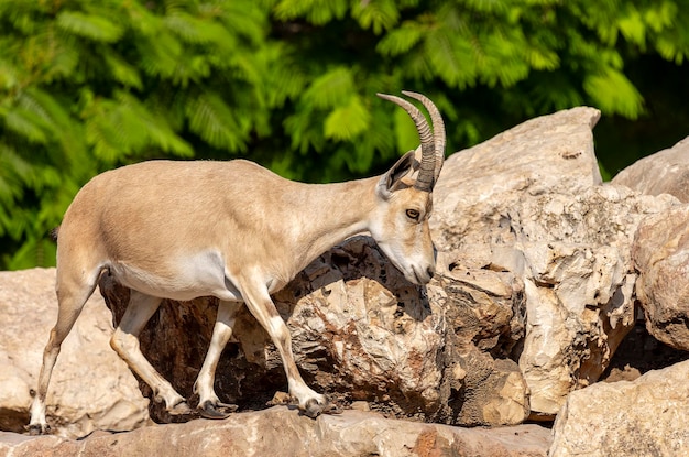 Premium Photo | Cute mountain gazelle walks up rocky bluff, israel ...