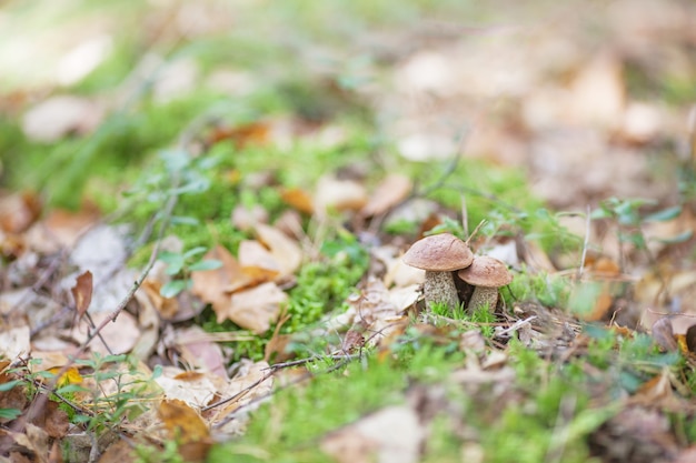 森の芝生にかわいいキノコが生えています プレミアム写真