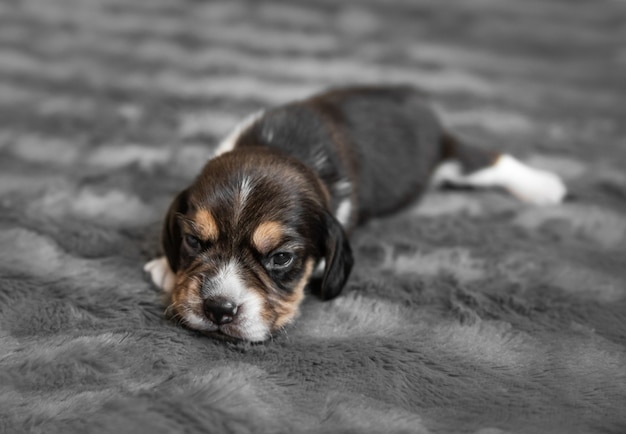 灰色のベールで眠っているかわいい新生児ビーグル犬の子犬 クローズアップ プレミアム写真