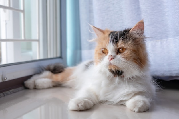 床に横になっている3色のかわいいペルシャ猫 プレミアム写真