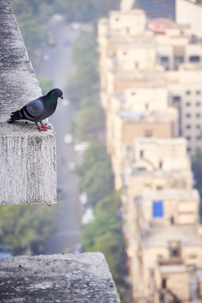 コンクリートブロックの端に立っているかわいい鳩 無料の写真